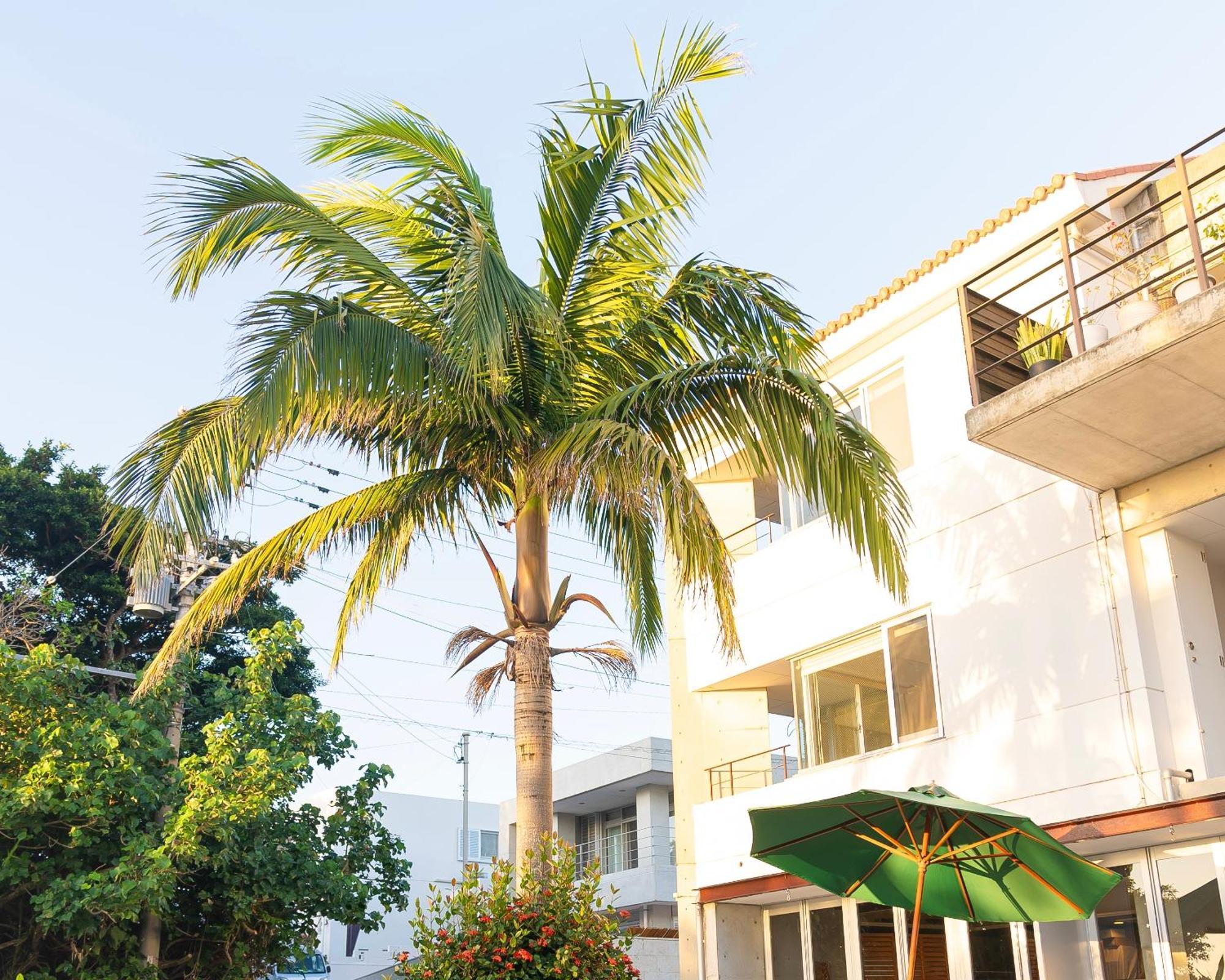Sky Ocean - Ishigaki Eco-Resort - Newly Renovated Exterior photo